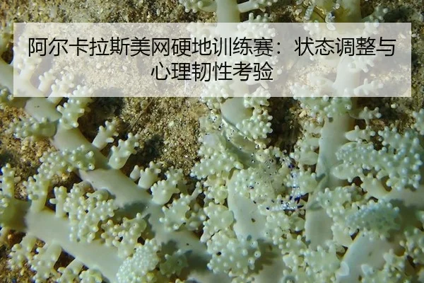 阿尔卡拉斯美网硬地训练赛：状态调整与心理韧性考验